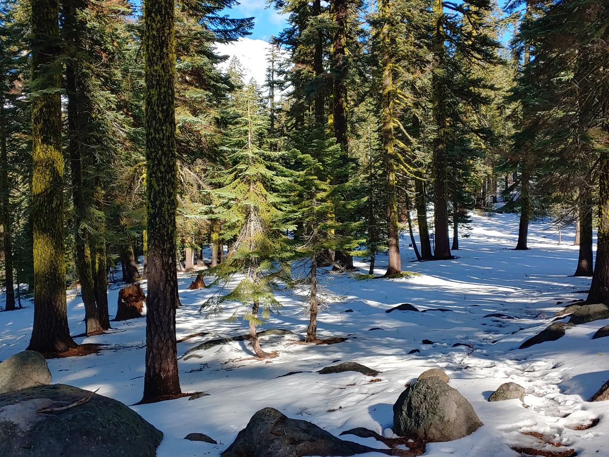 Mount Shasta 2 Lower Sand Flat Road Stand In The Light